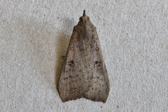 Rhapsa suscitatalis