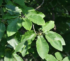 Magnolia fraseri