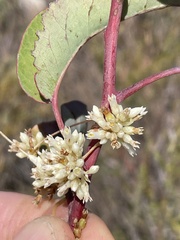 Cuscuta subinclusa