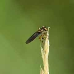Holcocephala