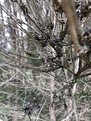 Melaleuca ericifolia