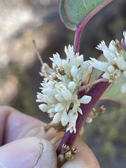 Cuscuta subinclusa