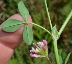 Trifolium pinetorum