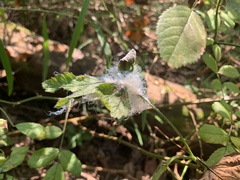 Phylloplecta tripunctata