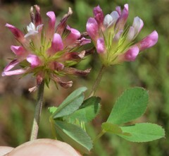Trifolium pinetorum