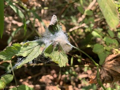 Phylloplecta tripunctata