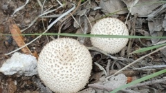 Lycoperdon