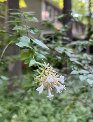 Abelia chinensis