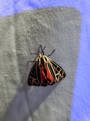 Apantesis parthenice