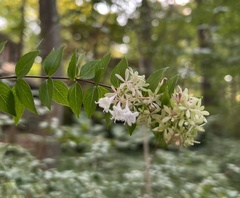 Abelia chinensis