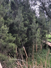 Melaleuca ericifolia