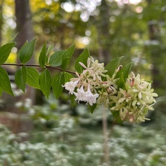 Abelia chinensis