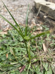 Cyperus croceus