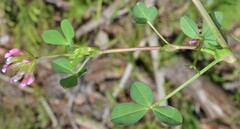 Trifolium pinetorum