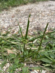 Cyperus croceus