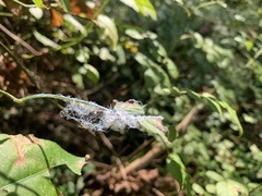 Phylloplecta tripunctata