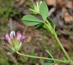 Trifolium pinetorum