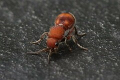 Dasymutilla quadriguttata