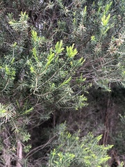 Melaleuca ericifolia
