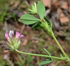 Trifolium pinetorum