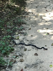 Masticophis flagellum flagellum