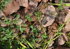Trifolium pinetorum