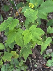 Ribes americanum