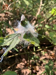 Phylloplecta tripunctata