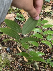 Prosartes hookeri