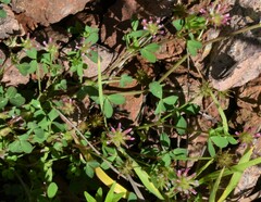 Trifolium pinetorum