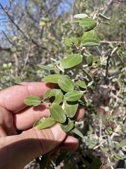 Ceanothus leucodermis