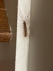 Scutigera coleoptrata