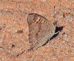 Junonia villida