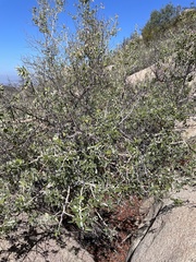 Ceanothus leucodermis