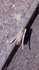 Psyche casta