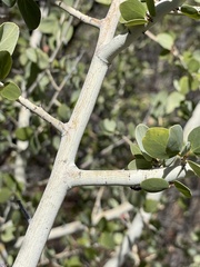 Ceanothus leucodermis