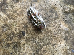 Megalopyge defoliata