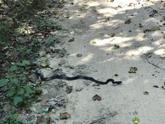 Masticophis flagellum flagellum