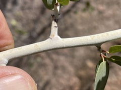Ceanothus leucodermis