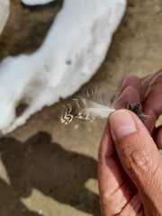 Thinocorus orbignyianus