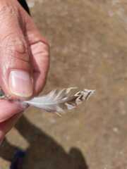 Thinocorus orbignyianus