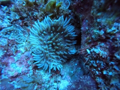 Heteractis