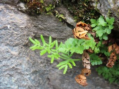 Cryptogramma acrostichoides