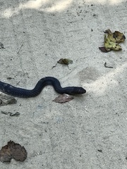 Masticophis flagellum flagellum