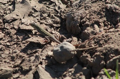 Aspidoscelis exsanguis