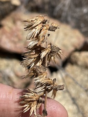 Brickellia californica