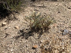 Astragalus palmeri