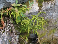 Gymnocarpium dryopteris