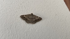 Frederickia nigricomma