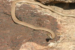 Psammophis notostictus